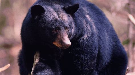 棕熊一路逃跑，跑出了3公里远，终于跑到一片小云杉树林里。这里到处有倒下的树木，环境对棕熊比较有利，棕熊不再后退。