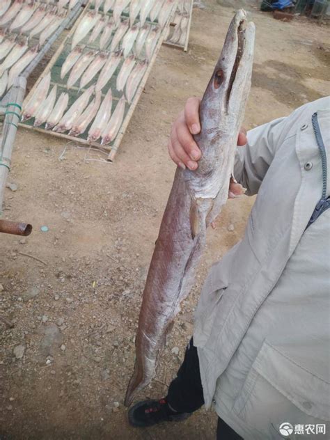 [白鳗批发]白鳗 鳗鱼 鳗筒 干度7分以上价格15元/斤 - 惠农网