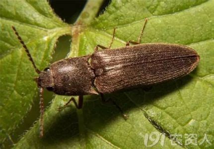 金针虫成虫图片