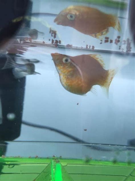 皮球鱼临产肛门图 皮球鱼临产前的样子 - 水密码123
