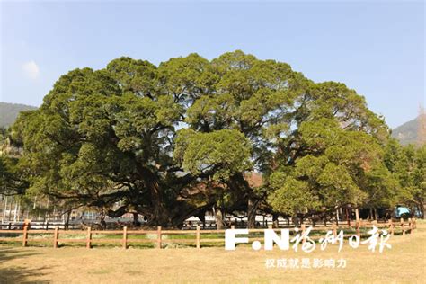 阳江：关山月家乡的两棵榕树，都是古树名木 _www.isenlin.cn