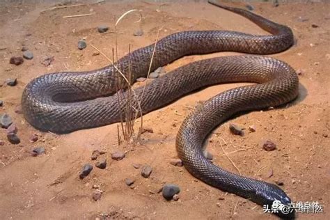 世界最毒的5种蛇，你都知道哪些？看了不信你不怕，真的太毒了！