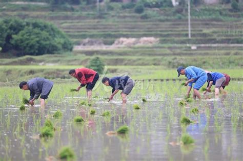 贵州余庆：小满至 农事忙-人民图片网