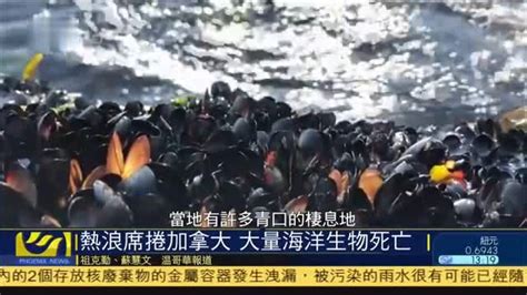 热浪席卷加拿大 大量海洋生物死亡_凤凰网视频_凤凰网