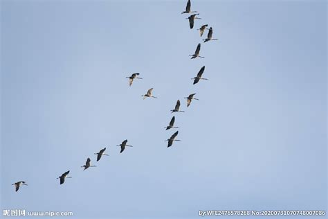 鸟群（海鸥）在空中觅食素材-高清图片-摄影照片-寻图免费打包下载