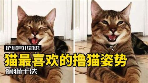 猫咪最喜欢被摸的地方 如何快乐的撸猫_高清1080P在线观看平台_腾讯视频