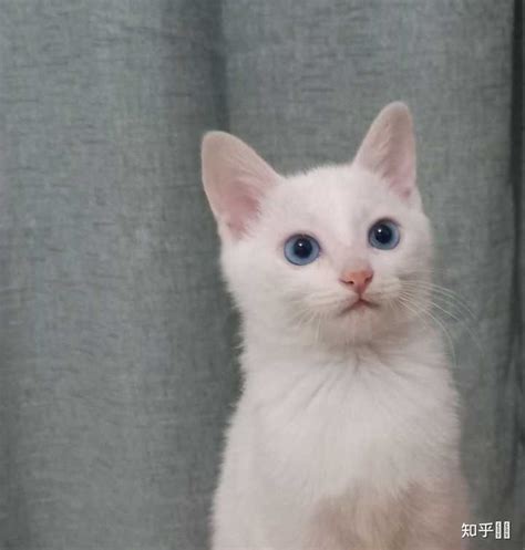 叫白猫名字，一直不理睬，后来发现原来猫咪是聋子