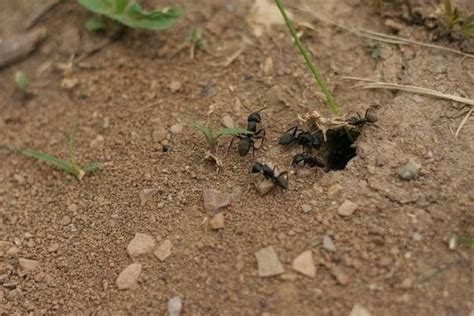 蚁群的收割蚂蚁在丙烯酸蚂蚁农场。蚁巢有蚁主，蚁工，蚁卵，蚁兵和蚁后。高清视频。特写镜头。玉米食品。宏。有选择性的重点。大家庭的概念。大自然 ...