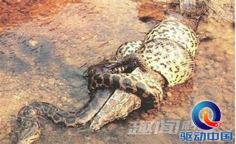 揭开95年安徽巨蟒渡劫事件真相，千年难遇巨蟒渡劫成龙 — 奇闻呀