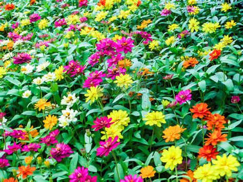 百日草花是您希望在花园中种植的最茂盛的花朵之一最容易生高清图片下载-正版图片507308044-摄图网