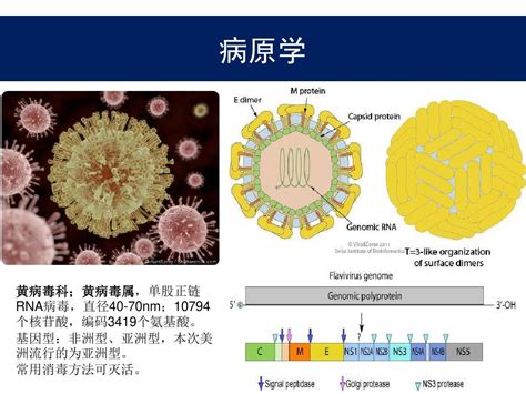 寨卡病毒病(Zika virus disease) 诊疗方案解读—李兴旺_word文档在线阅读与下载_免费文档