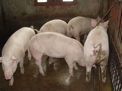 公猪的繁殖管理 - 猪好多网