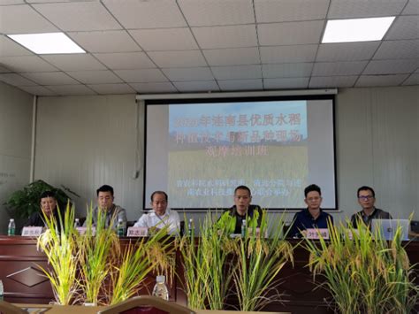 举办连南县优质稻种植技术与新品种现场观摩培训班 - 清远市人民政府门户网站