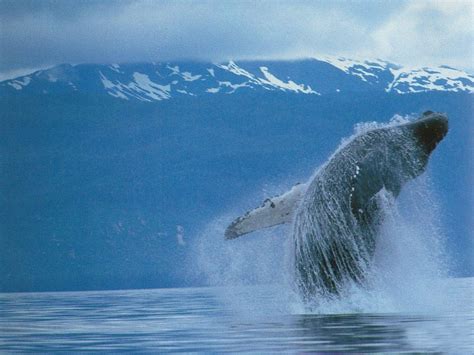 全世界鲸鱼一共有多少个种类？附鲸鱼种类大全 - 农敢网