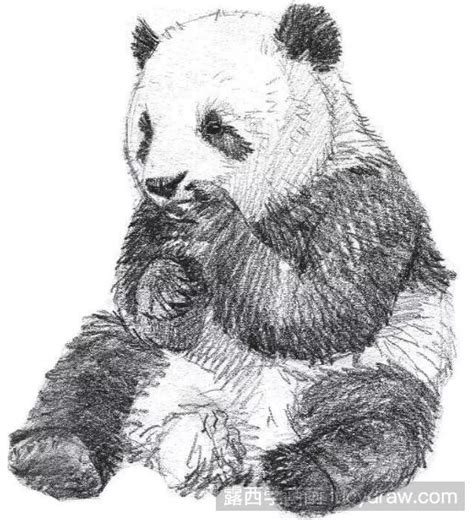 动物素描教程：教你画国宝大熊猫-露西学画画