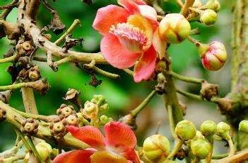 花艳丽果奇特的炮弹树---- 中科院华南植物园