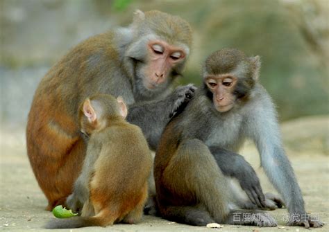 猴子图片-猴子在树上素材-高清图片-摄影照片-寻图免费打包下载