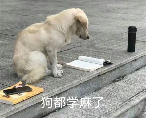ctmd表情包图片
