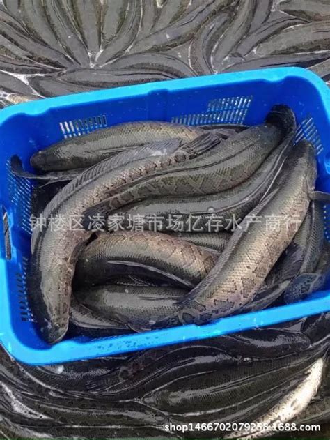大量长期供应苏浙鲁沪地区 黑鱼 成鱼 生态养殖淡水黑鱼 活鱼乌鱼-阿里巴巴