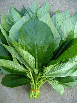 帝王菜又名“独菜”_[标签:标题1]