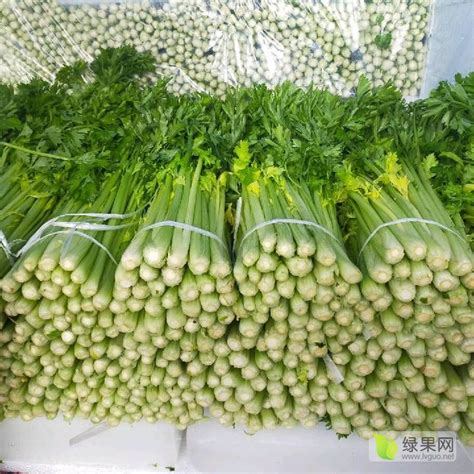 宁夏西吉高原芹菜上市了，品质好，价格合理_芹菜价格行情_蔬菜商情网