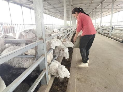 新疆墨玉：多胎羊养殖让群众过上幸福生活