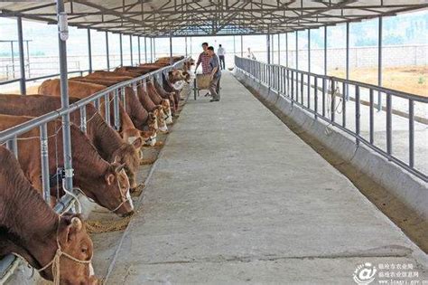 广西鲁西黄牛养牛场出售鲁西黄牛 肉牛犊 各地发货肉牛犊-阿里巴巴