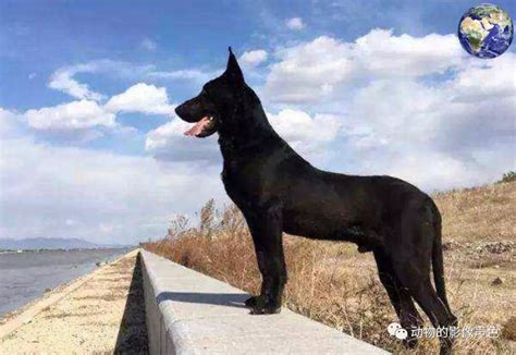 黑狼犬多少钱一只幼犬（国内5种非常可靠的狼犬） - BAT日报