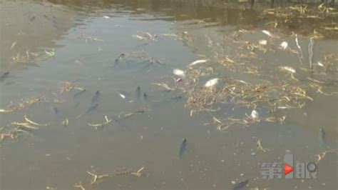 重庆一鱼塘被污染 一夜之间损失20万_大渝网_腾讯网