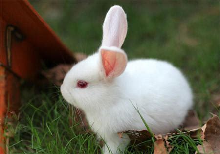 小白兔图片-好看超萌可爱灵动的小白兔图片大全(2)_配图网
