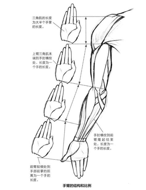 动漫人体：手臂相关素材_cgwang_绘学霸
