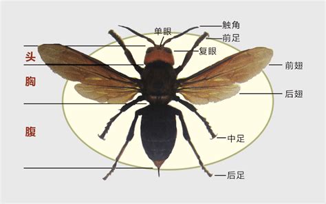 身边的昆虫：4. 昆虫的腹部 _www.isenlin.cn