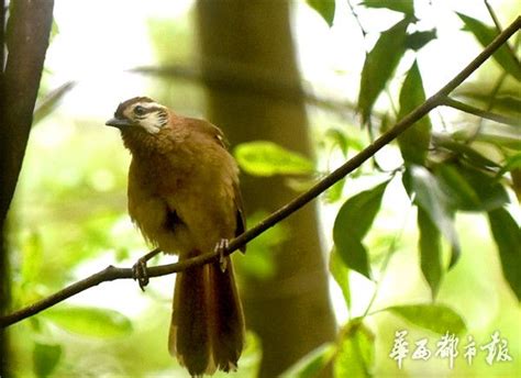 《成都观鸟名录》首次发布 境内466种鸟 73种受威胁 - 成都 - 华西都市网新闻频道