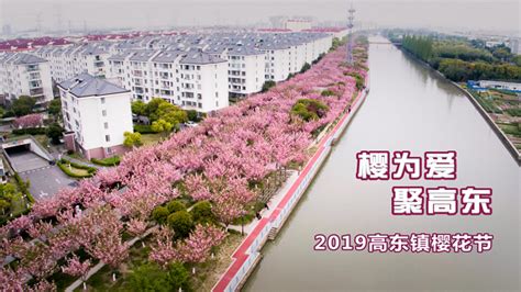 2019高东镇樱花节顺利举行_综合_新闻稿中心