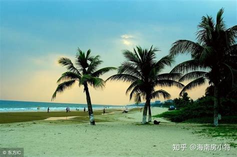 海南有一座最美的小镇，到处都是椰子树|海南|椰子树|椰林_新浪新闻