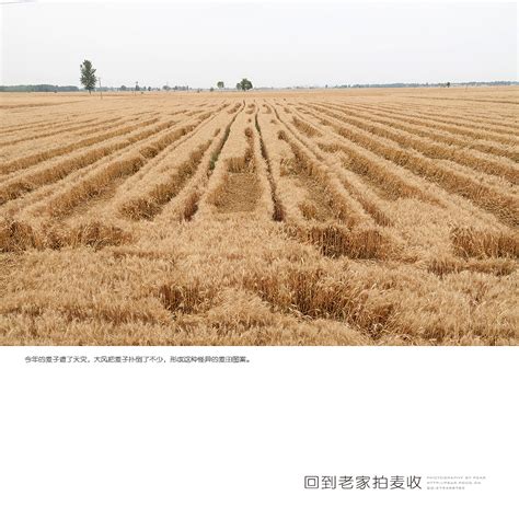 安徽蚌埠：农业机械化改写“麦收时间”凤凰网安徽_凤凰网