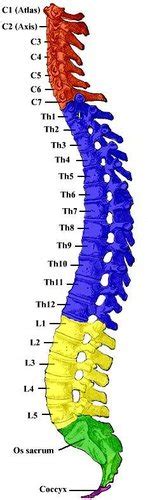 脊椎骨图片结构图,脊椎骨,脊椎骨结构图_大山谷图库