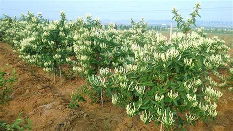 金银花一亩利润多少?金银花的栽培方法-致富经-中国花木网
