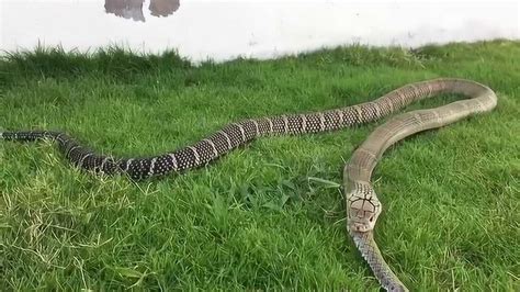 眼镜王蛇捕食同类蛇，上演大蛇吃小蛇画面_腾讯视频