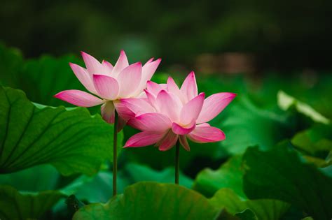 水莲花大全图片