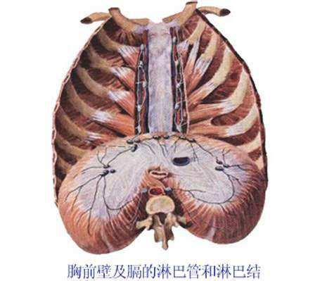 胸膈的位置示意图图片