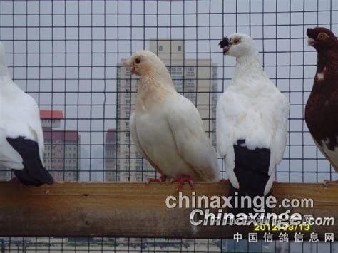 【观赏鸽】成年鸽一对 -- 老北京观赏鸽