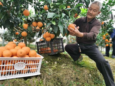 湖南道县：柑橘迎丰收-人民图片网