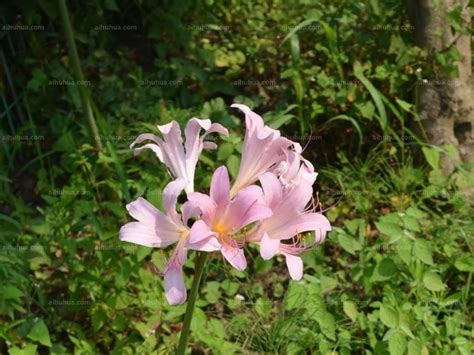 鹿葱古诗花语及寓意（有关鹿葱的诗词）-我爱育娃