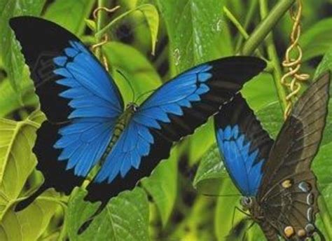 世界上最美的十大蝴蝶，哪一种是你心目中的第一名呢？