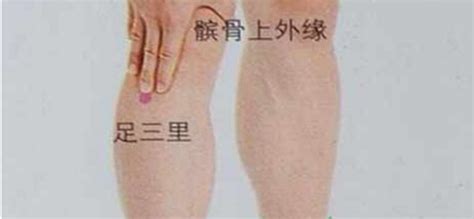 足三里的位置图图片
