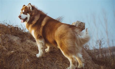 阿拉斯加犬多少钱一只，1000到2500元之间的狗就很不错了 — 久久经验网