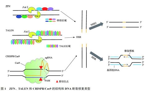 科学网—《自然》：张瑾/Roger Sunahana团队合作揭示细胞内GPCR激活下游ERK信号通路的机理 - 小柯生命的博文
