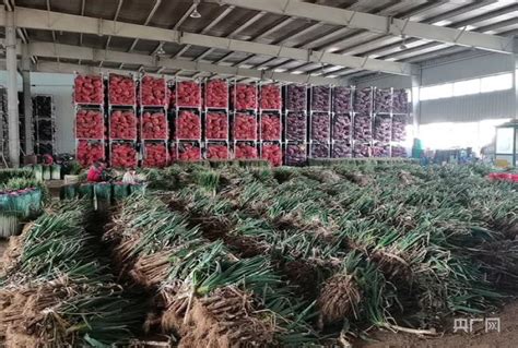 买汰烧 | 今日农贸市场13个蔬菜品种均价7涨6跌 - 周到上海