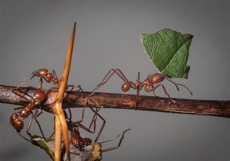 Atta cephalotes(巨首芭切叶蚁)-Chinese Ant Database(蚂蚁数据库)-Chinese antweb(蚁网)